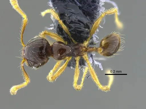 Pheidole synarmata - CBUMAGENT42010