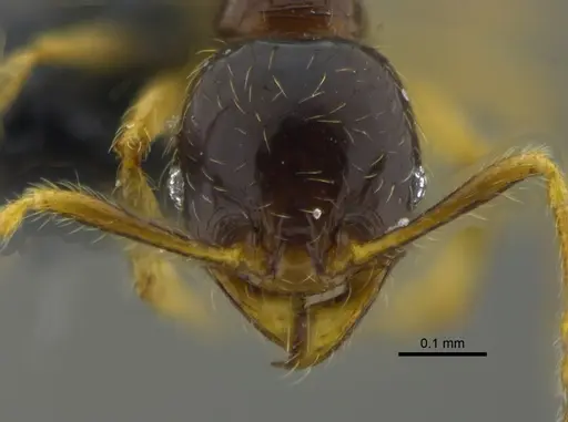Pheidole synarmata - CBUMAGENT42010