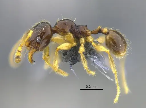 Pheidole synarmata - CBUMAGENT42010