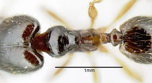Pheidole synarmata - INB0003687547