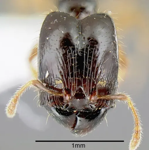 Pheidole synarmata - INB0003687547