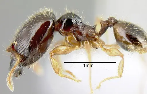 Pheidole synarmata - INB0003687547