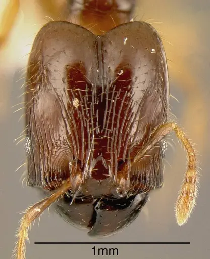 Pheidole synarmata - INBIOCRI002728510