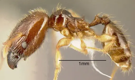 Pheidole synarmata - INBIOCRI002728510