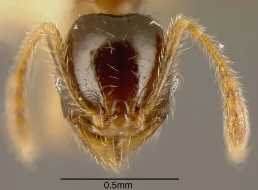Pheidole synarmata - INBIOCRI002728547