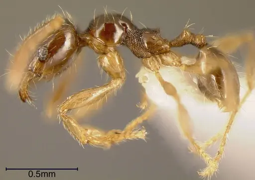 Pheidole synarmata - INBIOCRI002728547