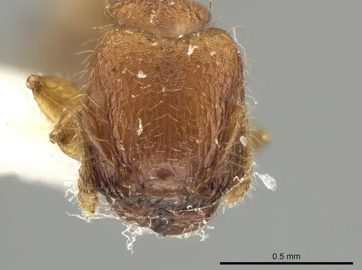 Pheidole tachigaliae specimen