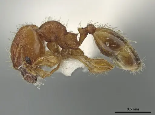 Pheidole tachigaliae specimen