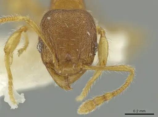 Pheidole tachirana specimen