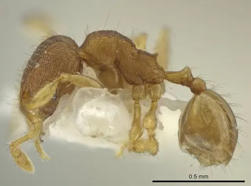 Pheidole tachirana specimen