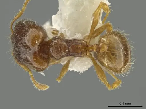 Pheidole tachirana - JTLC000016548