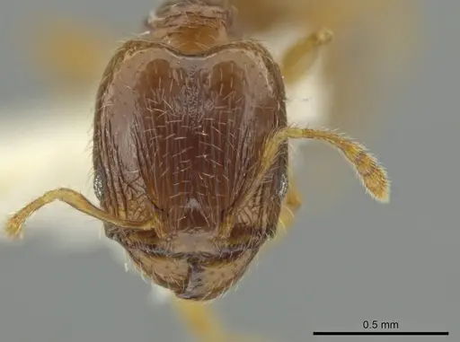 Pheidole tachirana - JTLC000016548