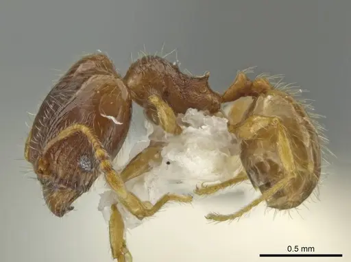 Pheidole tachirana - JTLC000016548