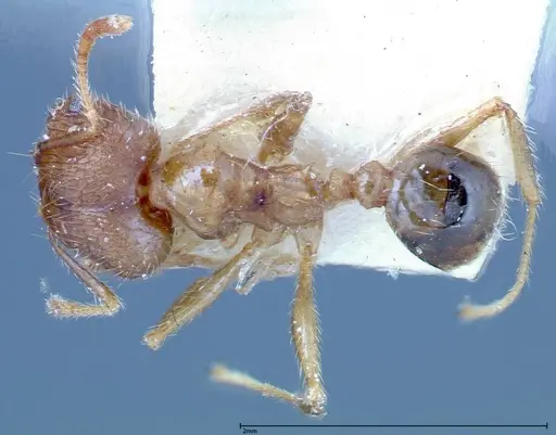 Pheidole taivanensis specimen