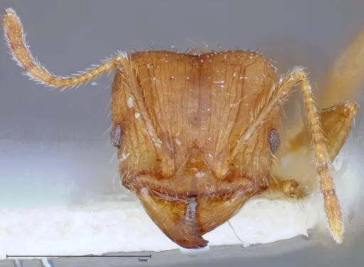 Pheidole taivanensis specimen