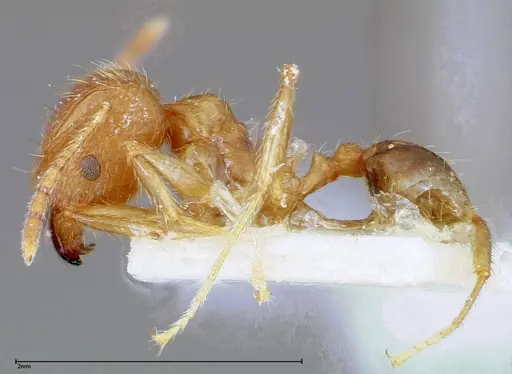 Pheidole taivanensis specimen
