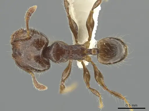 Pheidole tambopatae specimen