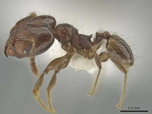 Pheidole tambopatae specimen