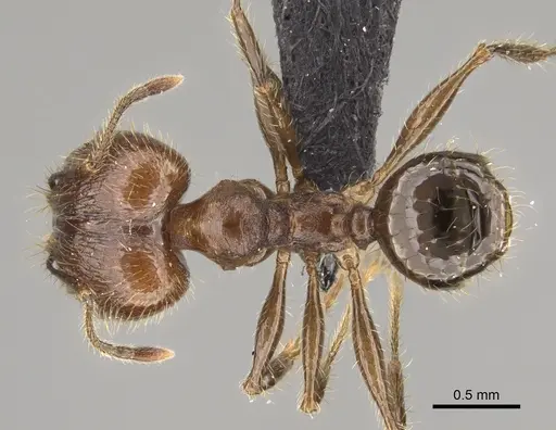 Pheidole tampony specimen