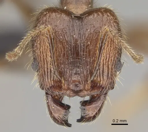 Pheidole tampony specimen