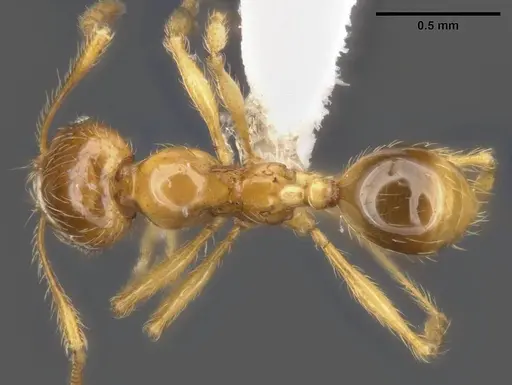 Pheidole tandjongensis specimen