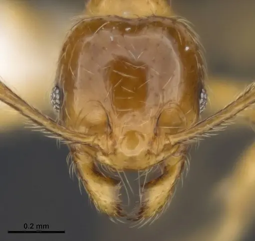 Pheidole tandjongensis specimen
