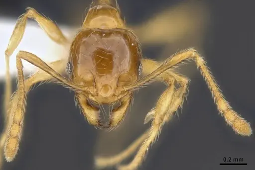 Pheidole tandjongensis specimen