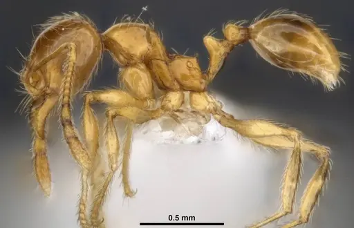 Pheidole tandjongensis - ANTWEB1008112