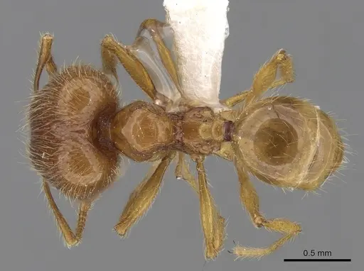 Pheidole tandjongensis - CASENT0281720