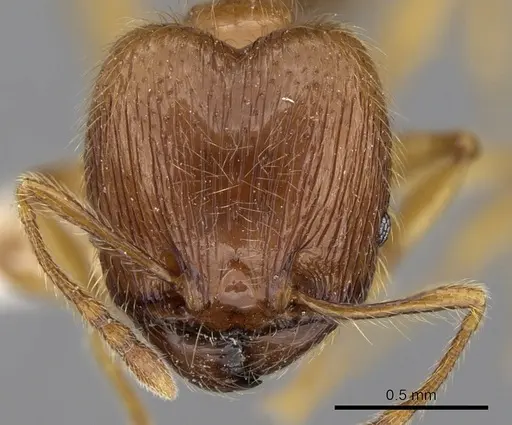 Pheidole tandjongensis - CASENT0281720