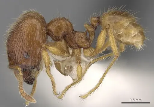 Pheidole tandjongensis - CASENT0281720
