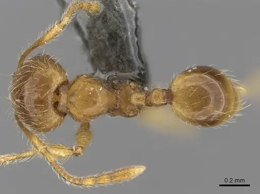 Pheidole tandjongensis - CASENT0281721