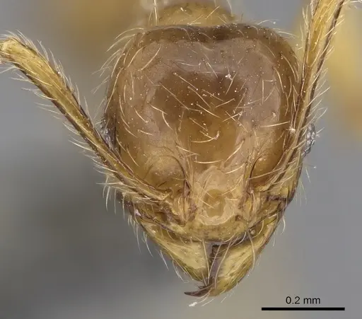 Pheidole tandjongensis - CASENT0281721