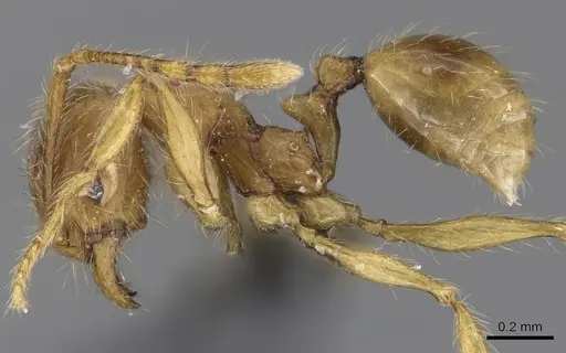 Pheidole tandjongensis - CASENT0281721