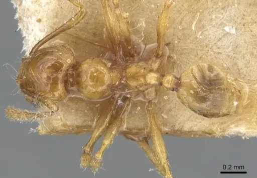 Pheidole tandjongensis - CASENT0904245