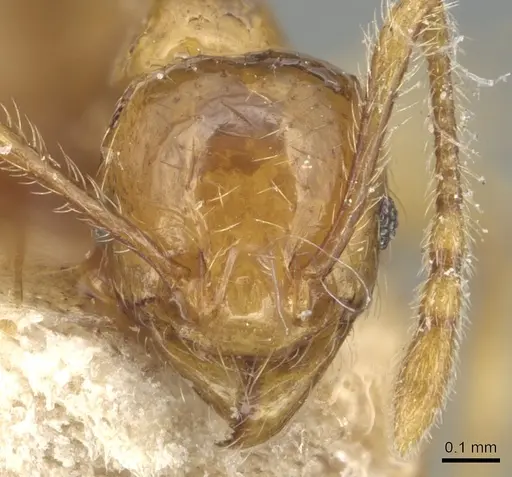 Pheidole tandjongensis - CASENT0904245