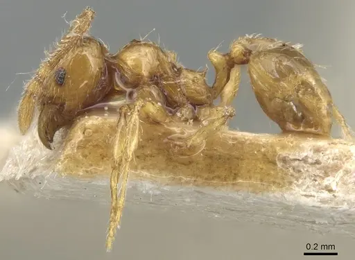 Pheidole tandjongensis - CASENT0904245