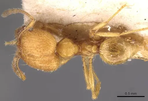 Pheidole tandjongensis - CASENT0908001