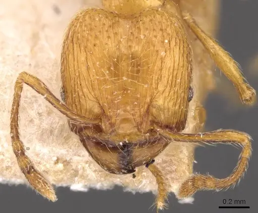 Pheidole tandjongensis - CASENT0908001