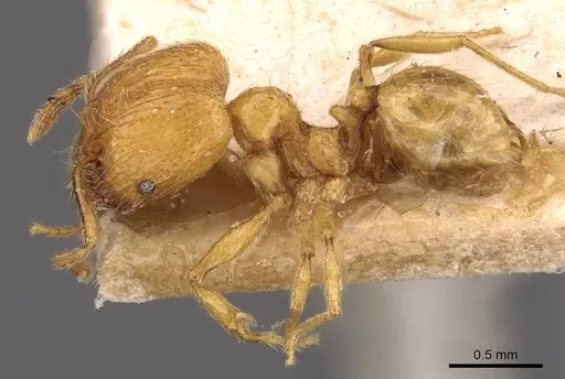 Pheidole tandjongensis - CASENT0908001
