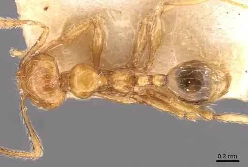 Pheidole tandjongensis - CASENT0908002