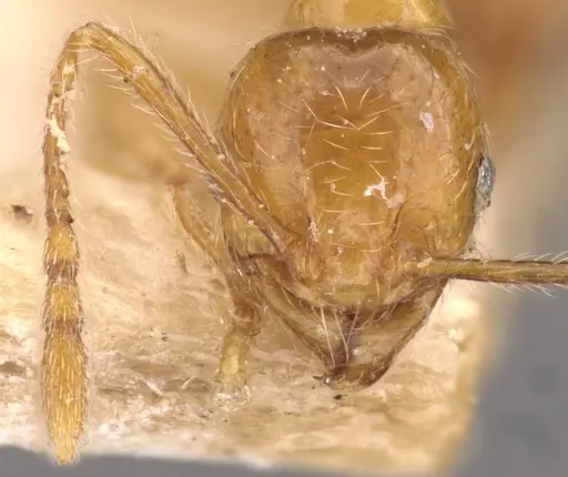 Pheidole tandjongensis - CASENT0908002