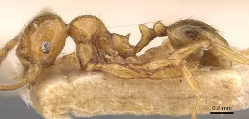 Pheidole tandjongensis - CASENT0908002