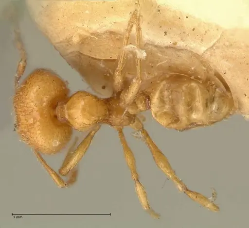 Pheidole tandjongensis - FOCOL1375