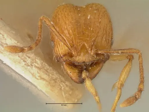 Pheidole tandjongensis - FOCOL1375