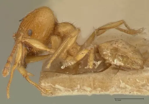 Pheidole tandjongensis - FOCOL1375