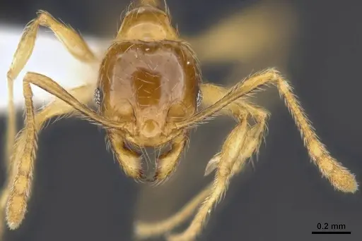 Pheidole tandjongensis - MCZ-ENT00511508