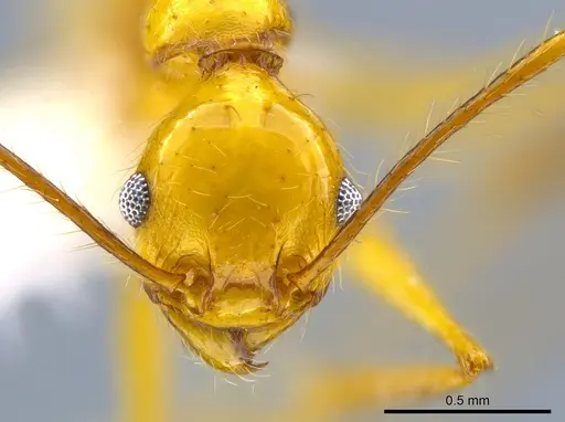 Pheidole tanyscapa specimen