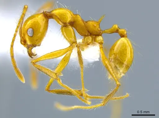 Pheidole tanyscapa specimen