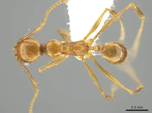 Pheidole tanyscapa - INB0003696373